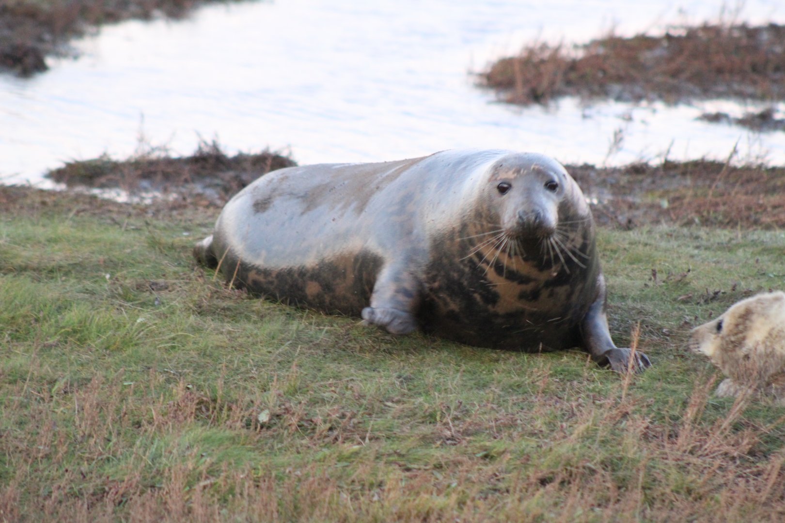 Mother Grey Seal