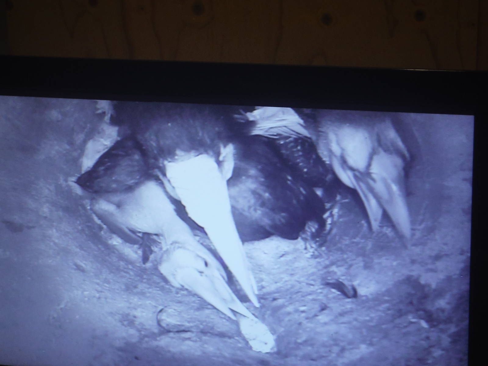 Mother hornbill and chicks.