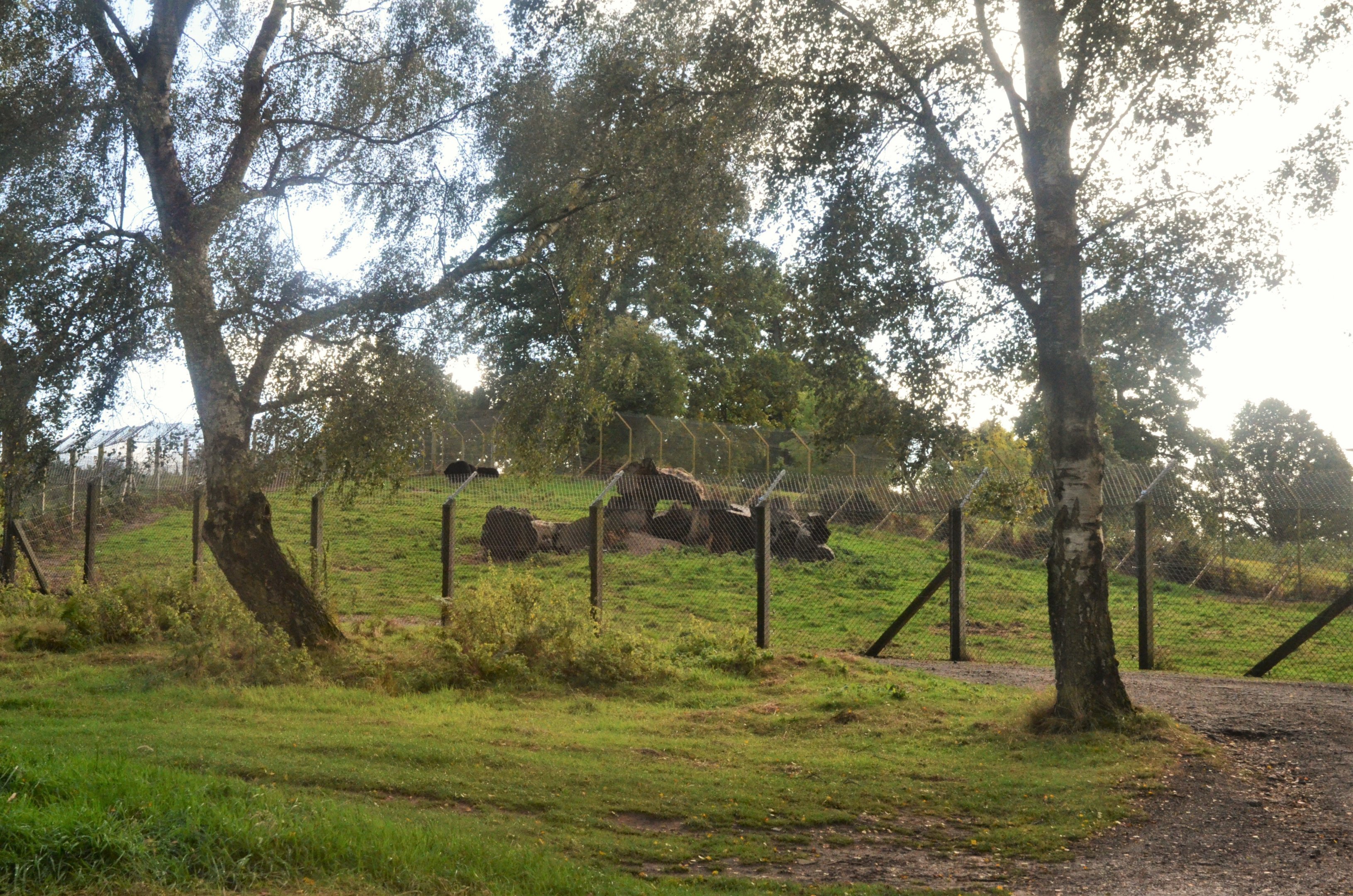 Mother (I presume) and Young Black Bears in Separation Pen at Woburn Safari Park, 16/10/16