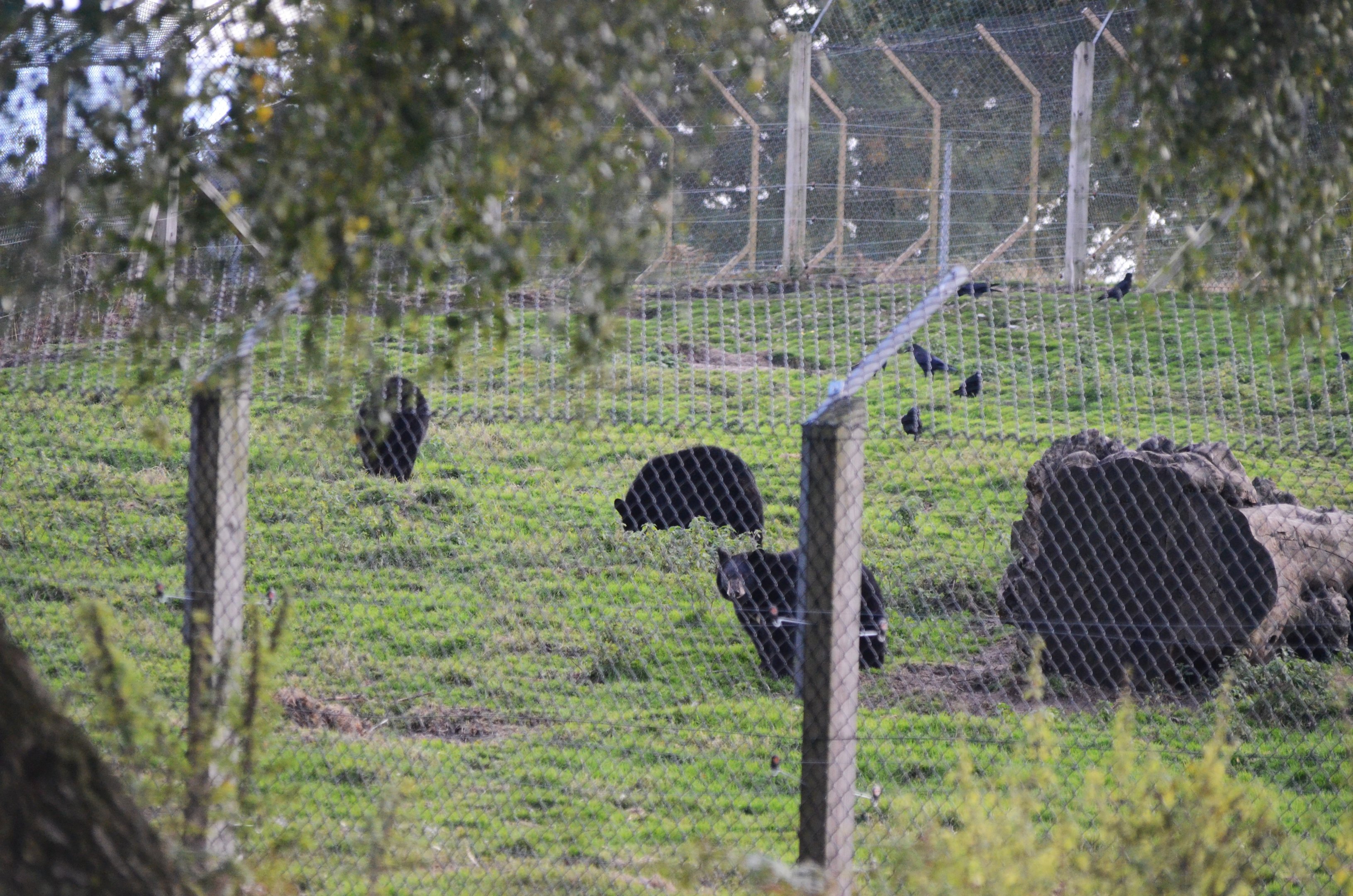 Mother (I presume) and Young Black Bears in Separation Pen at Woburn Safari Park, 16/10/16