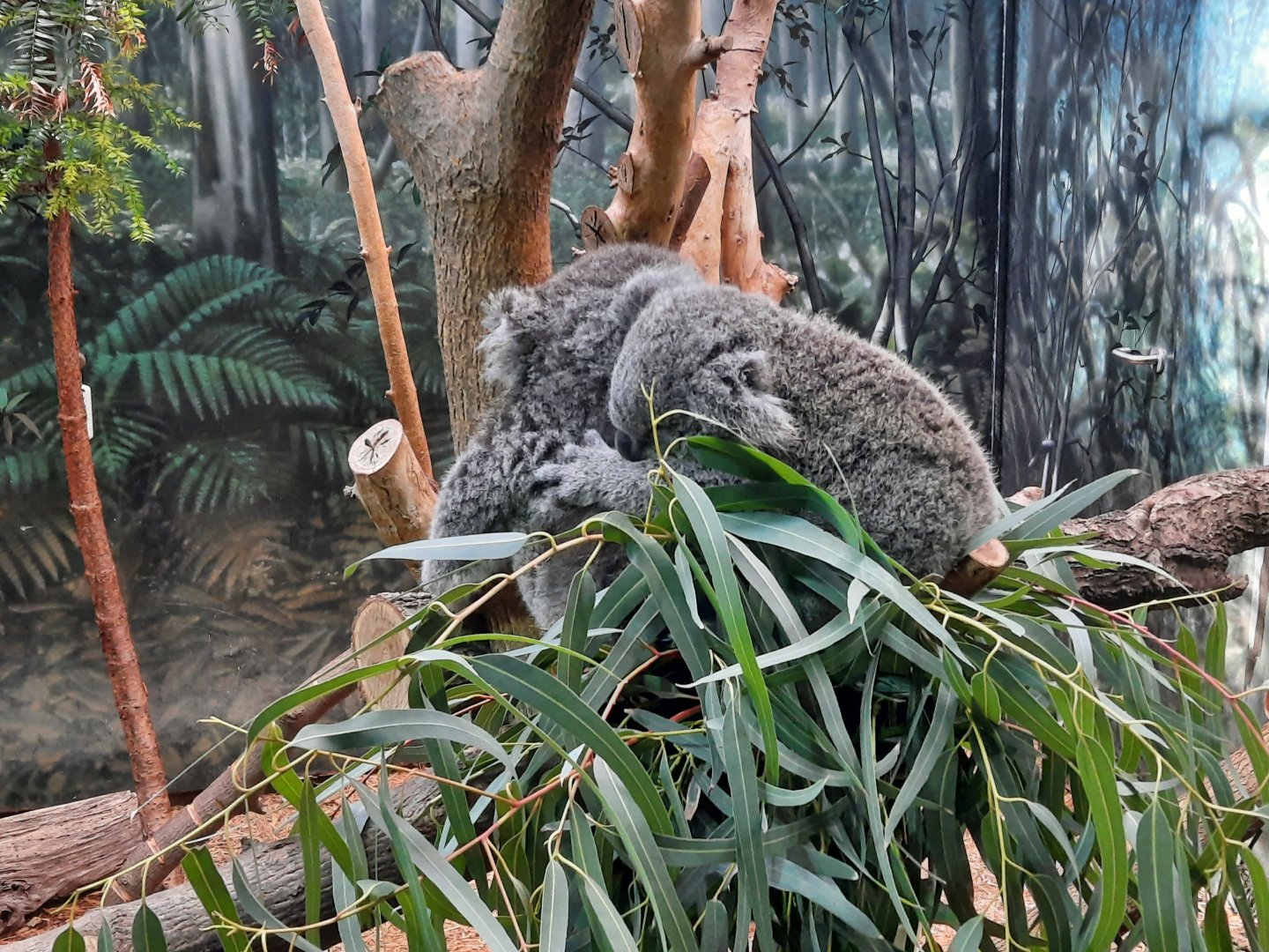 Mother Koala and Joey