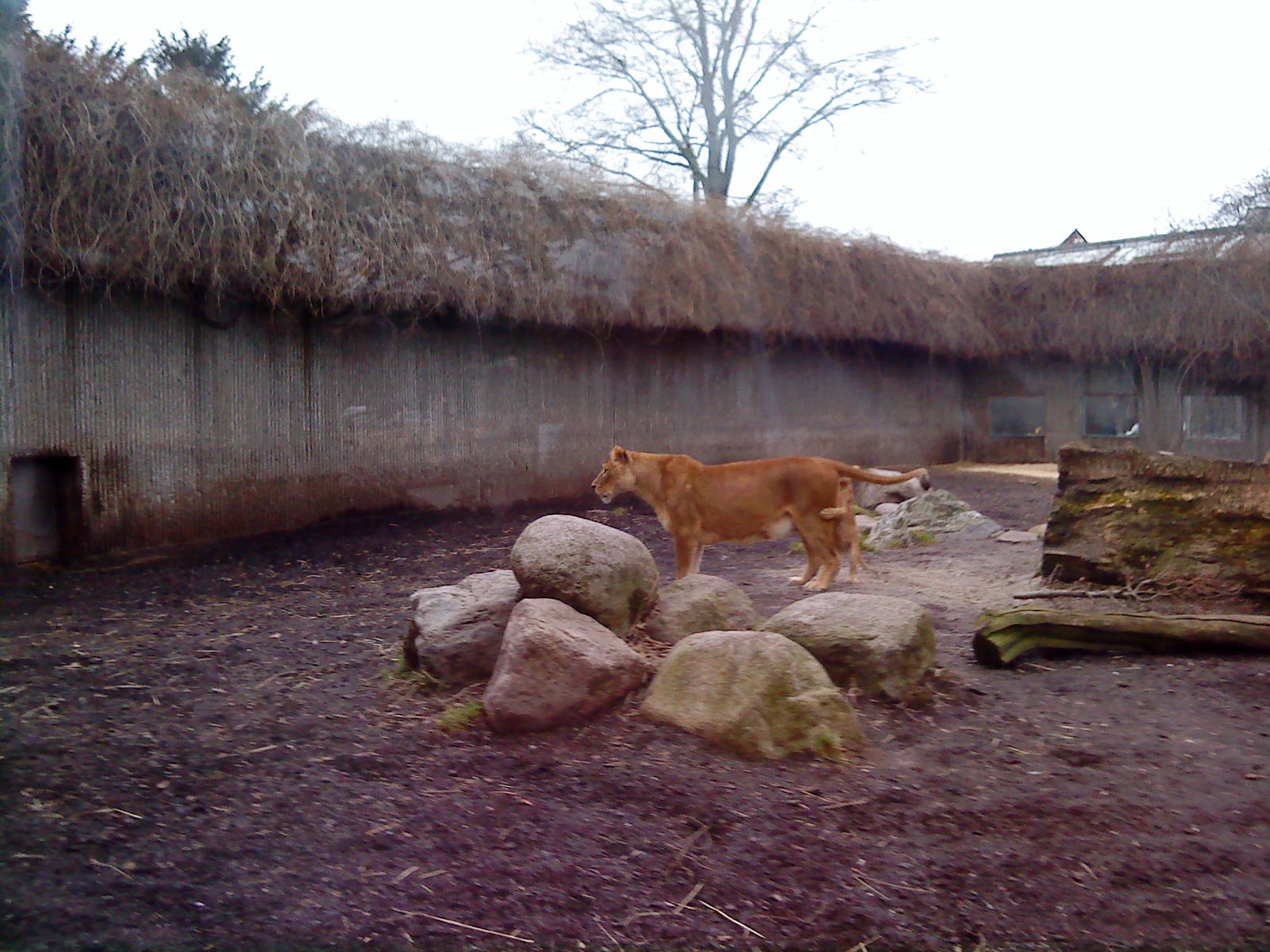 Mother lion with cub, picture 3 of 3