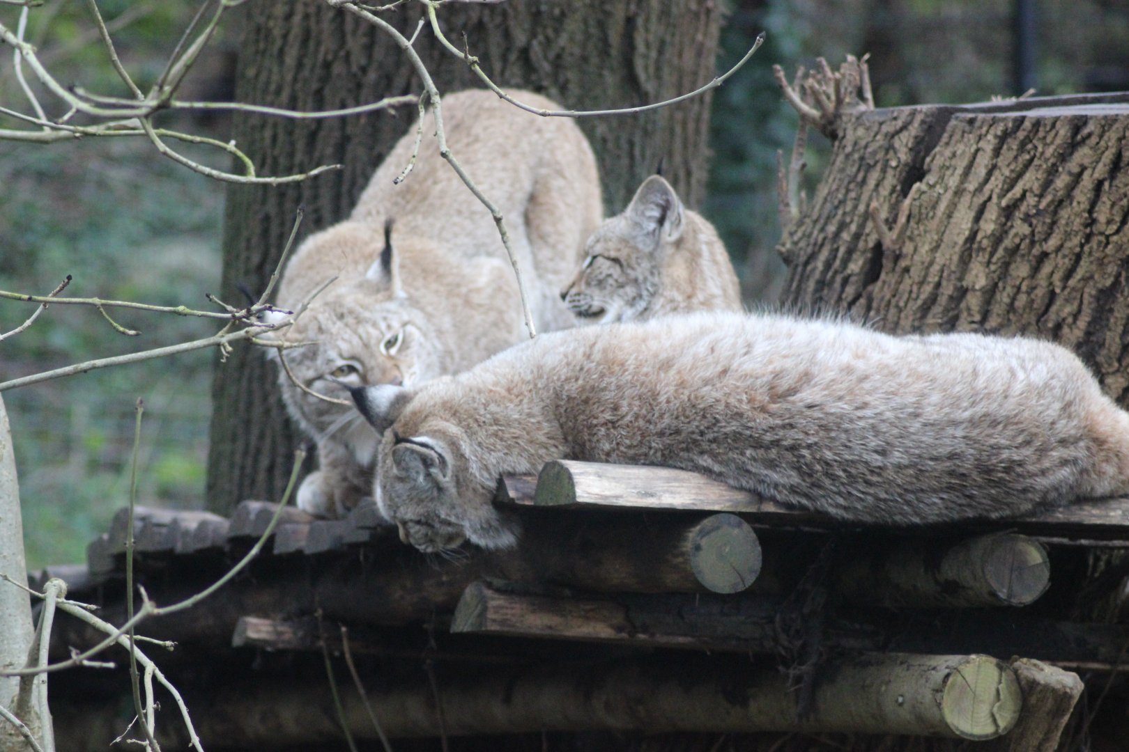 Mother Lynx washing her babies
