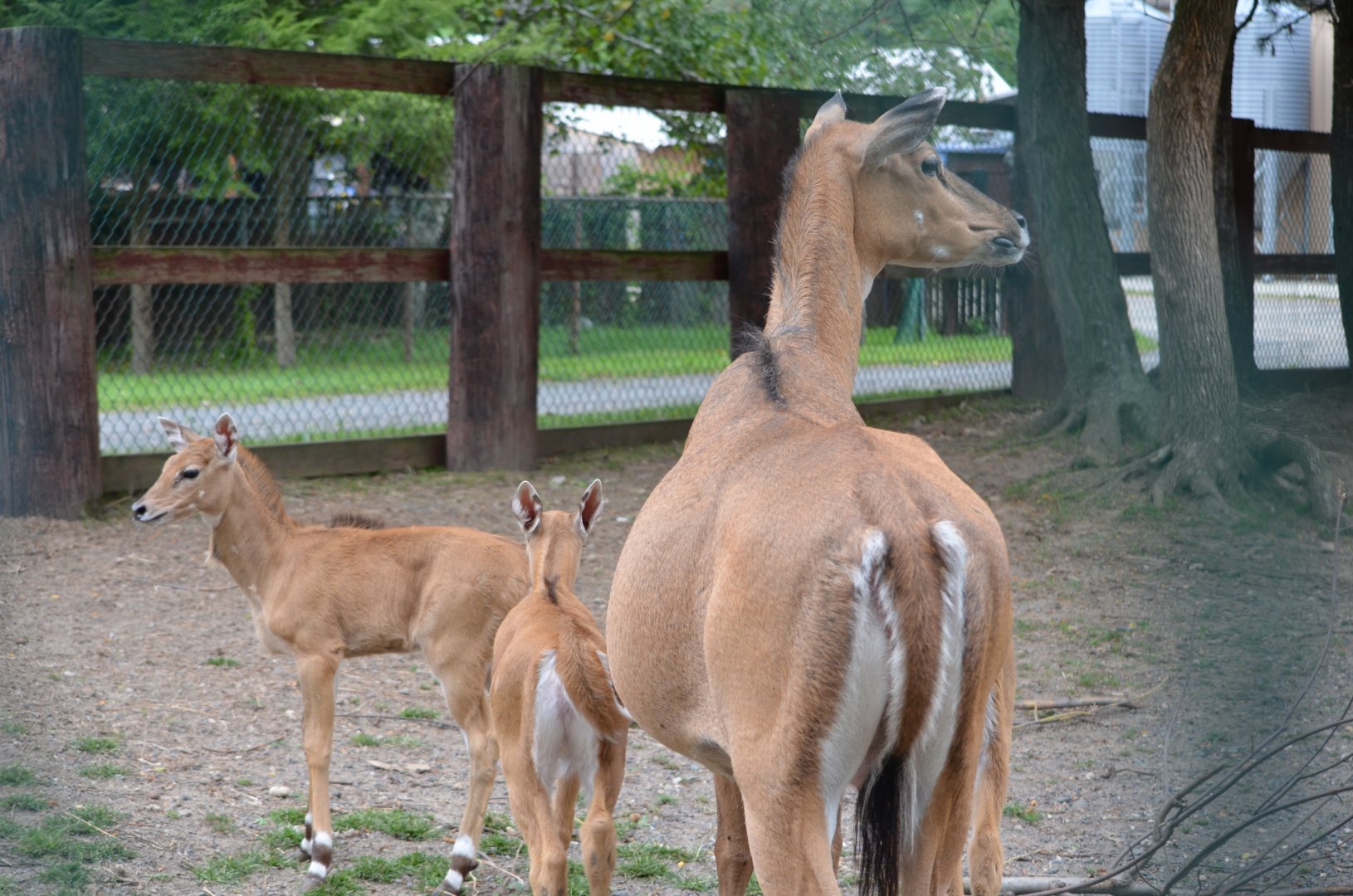 Mother Nilgai and Fawns
