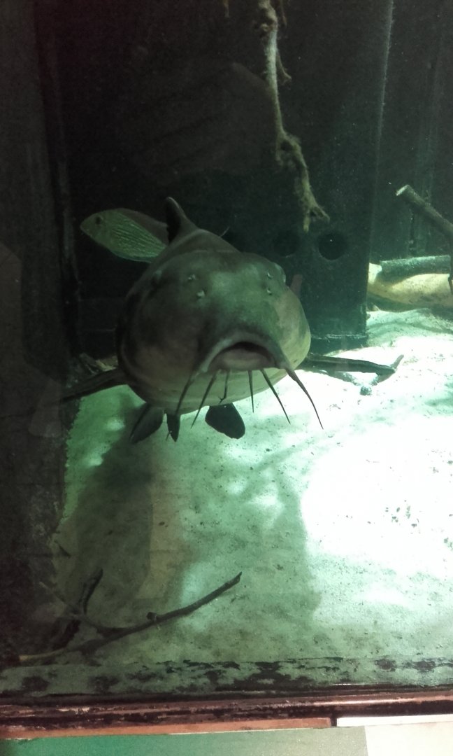 Mother-of-Snails Catfish