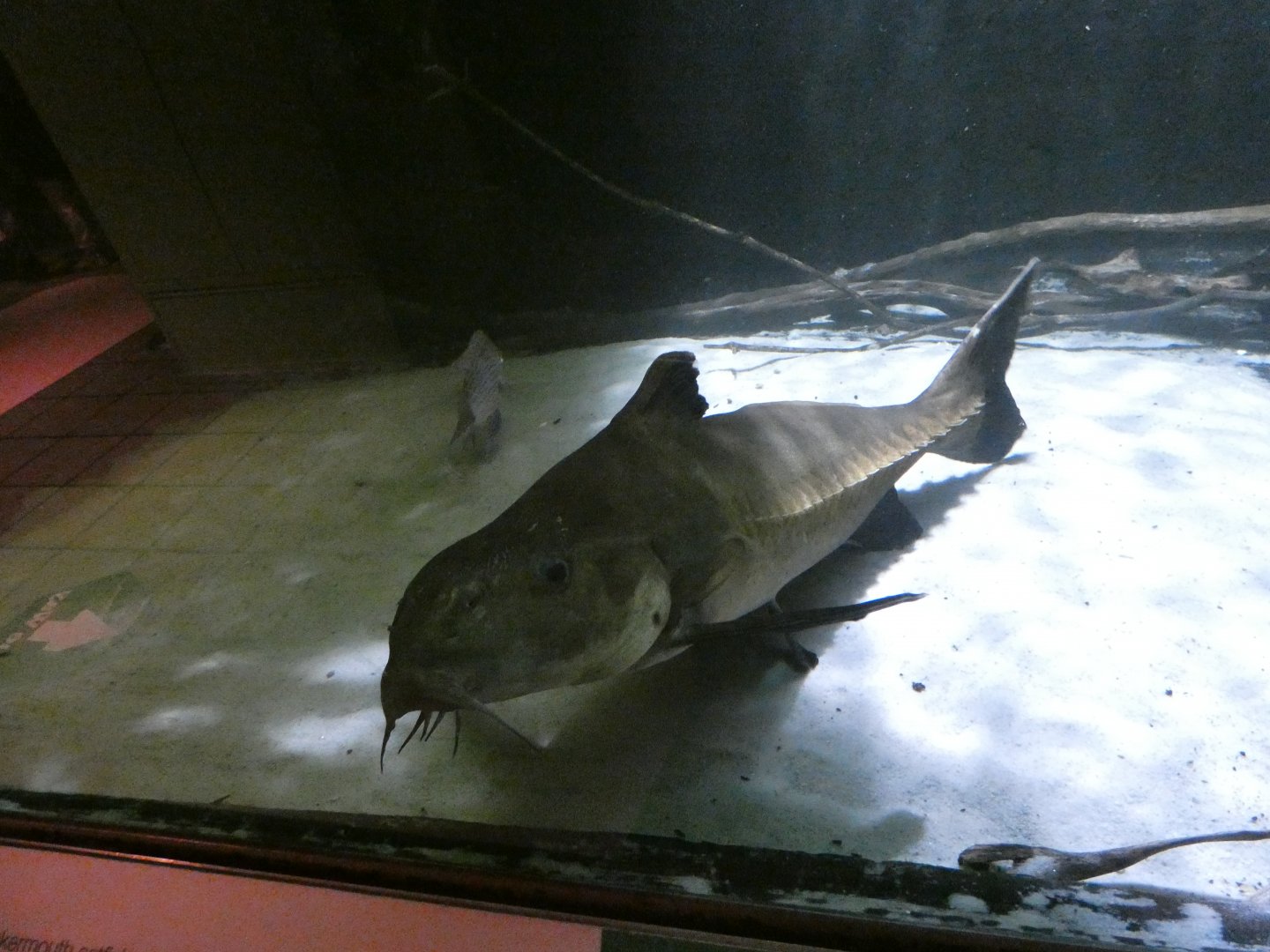 Mother-of-snails catfish