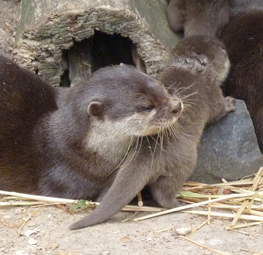 Mother otter with pup