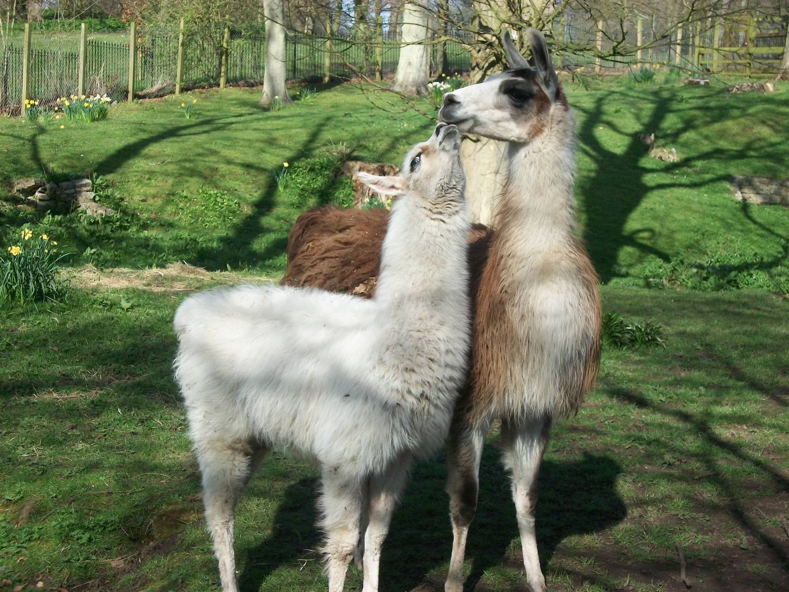 Motherly love with Brenda, 11th April 2014