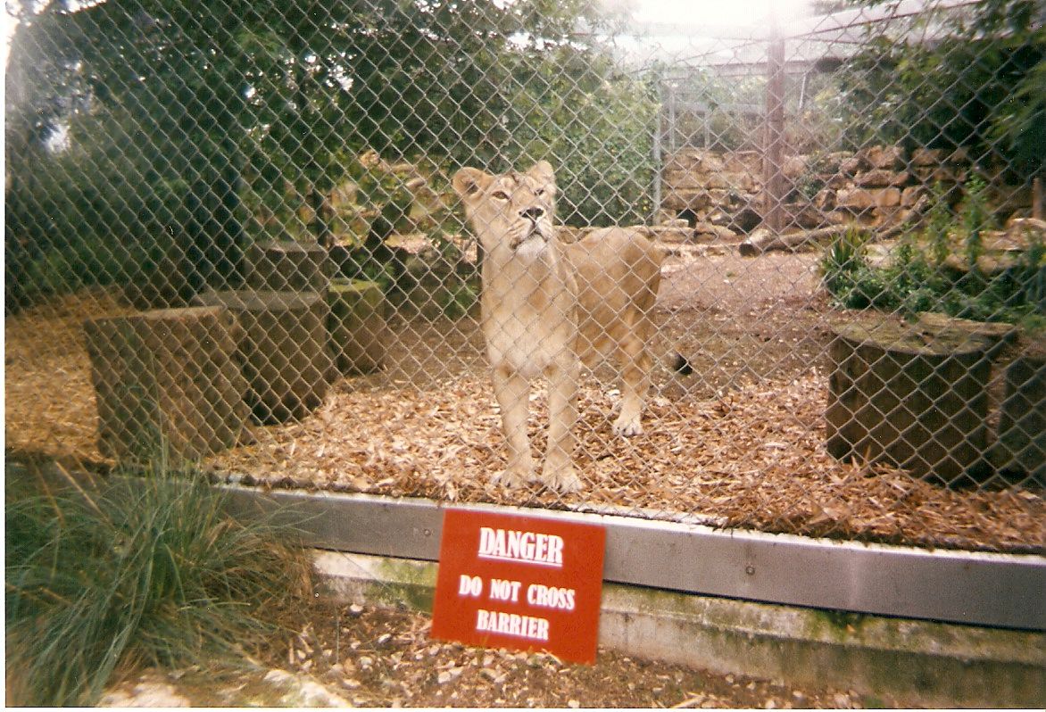 Moti the Asiatic Lion at Bristol Zoo, 1 August 1998
