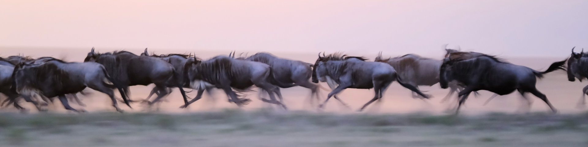 Motion blur wildebeest