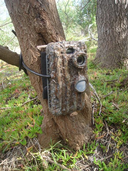 Motion sensor cameras