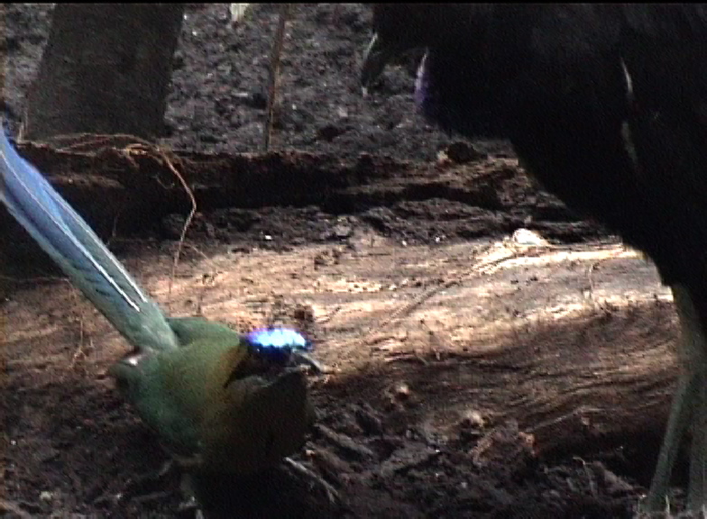 Motmot Threatening a grey winged trumpeter at Zurich