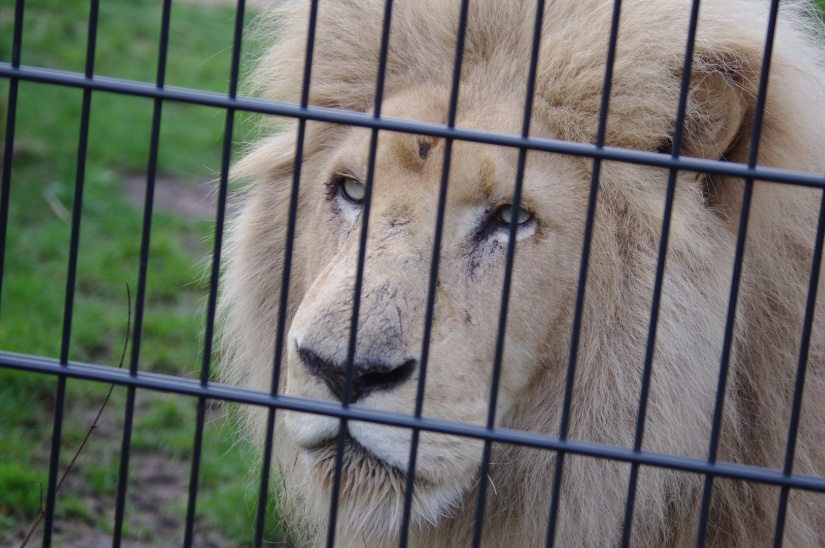 Moto- (white) African Lion- 23/2/2024