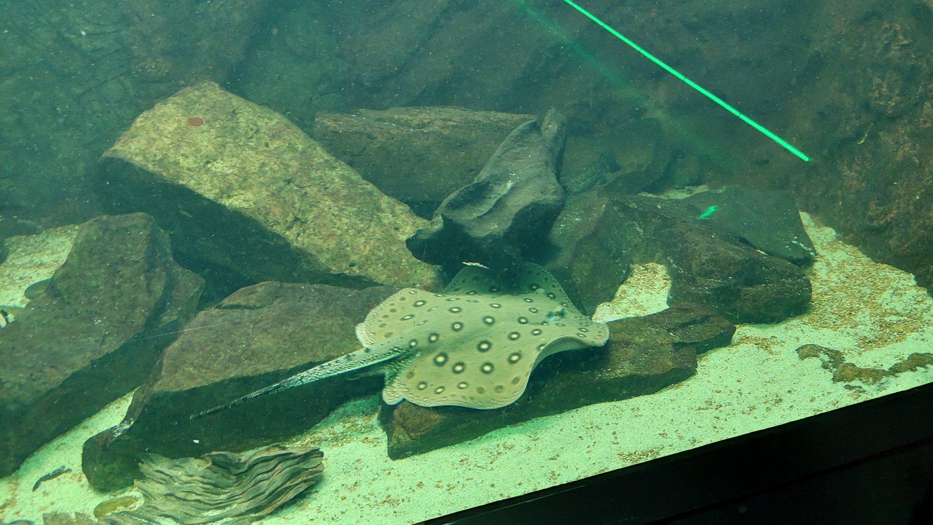 Motor river stingray (Potamotrygon motoro)