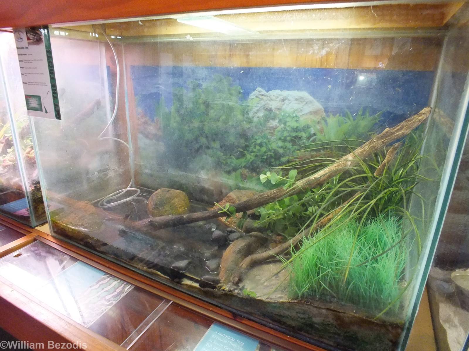 Motorbike Frog Enclosure - Herdsman Lake Visitor Centre