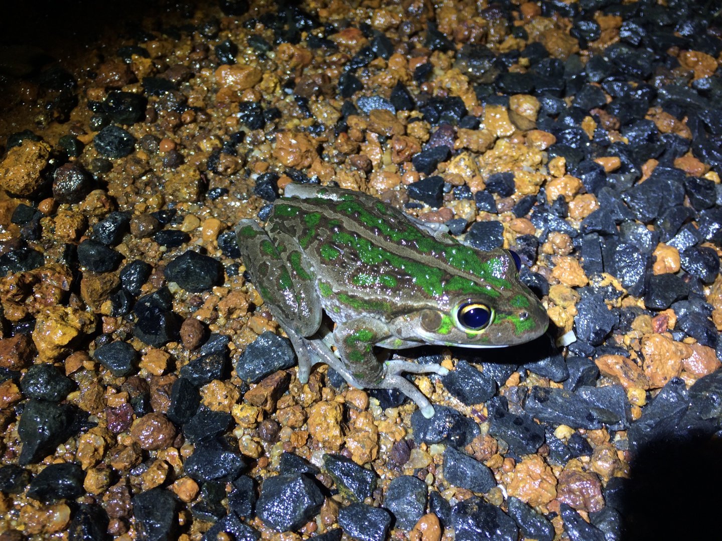 Motorbike Frog (Litoria moorei)
