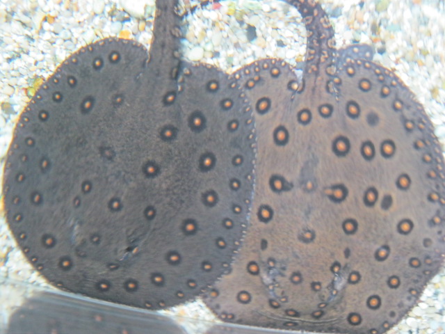 Motoro Freshwater Rays. 2104.