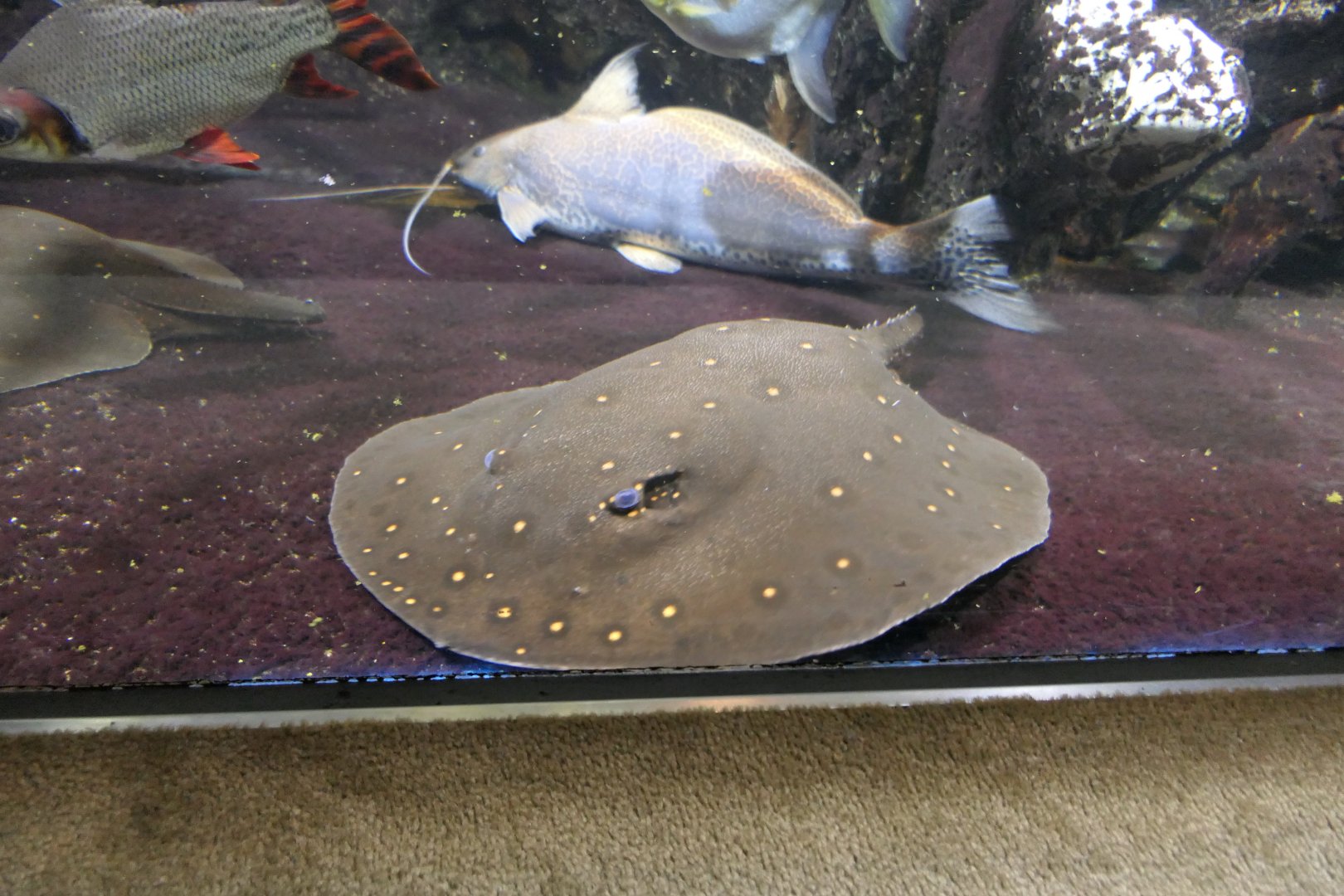 Motoro River Ray (Potamotrygon motoro)