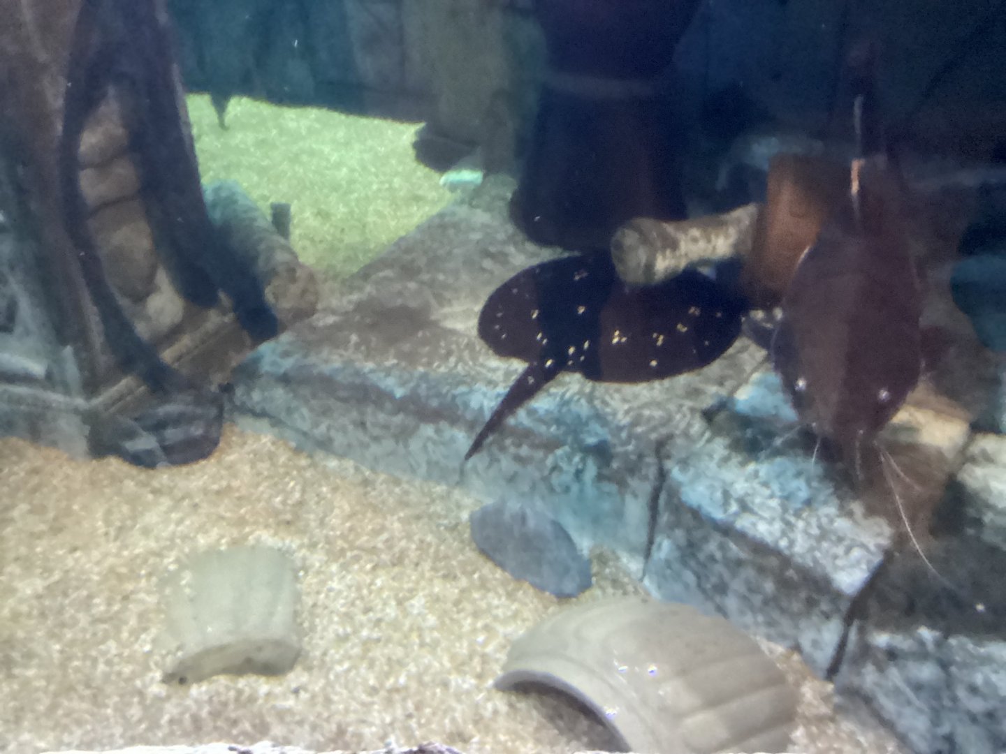 Motoro Stingray - December 20th 2024