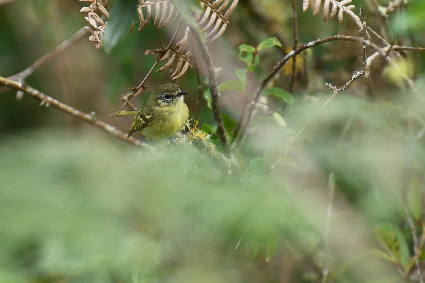 Mottle-cheeked Tyrannulet Phylloscartes ventralis