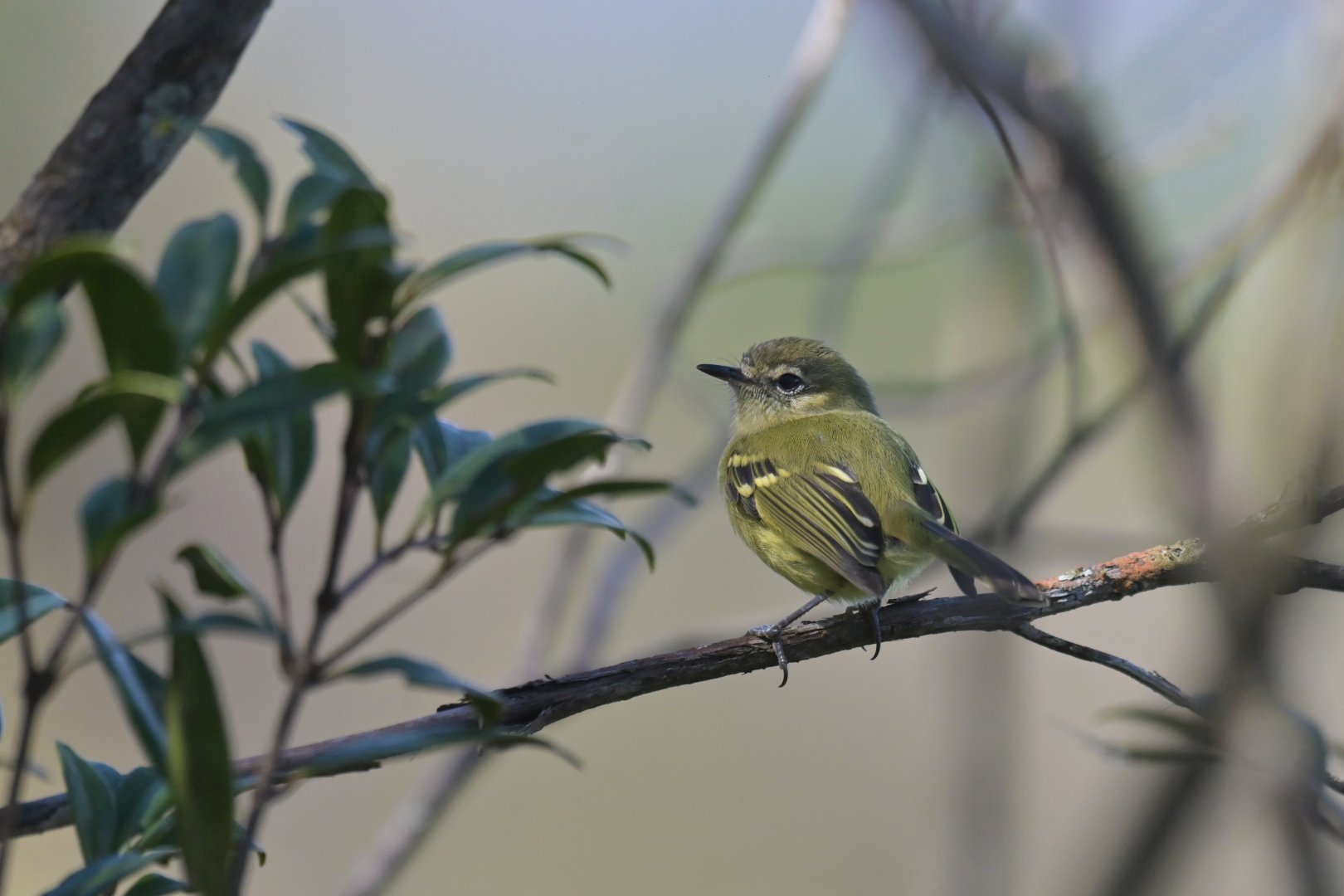 Mottle-cheeked Tyrannulet Phylloscartes ventralis