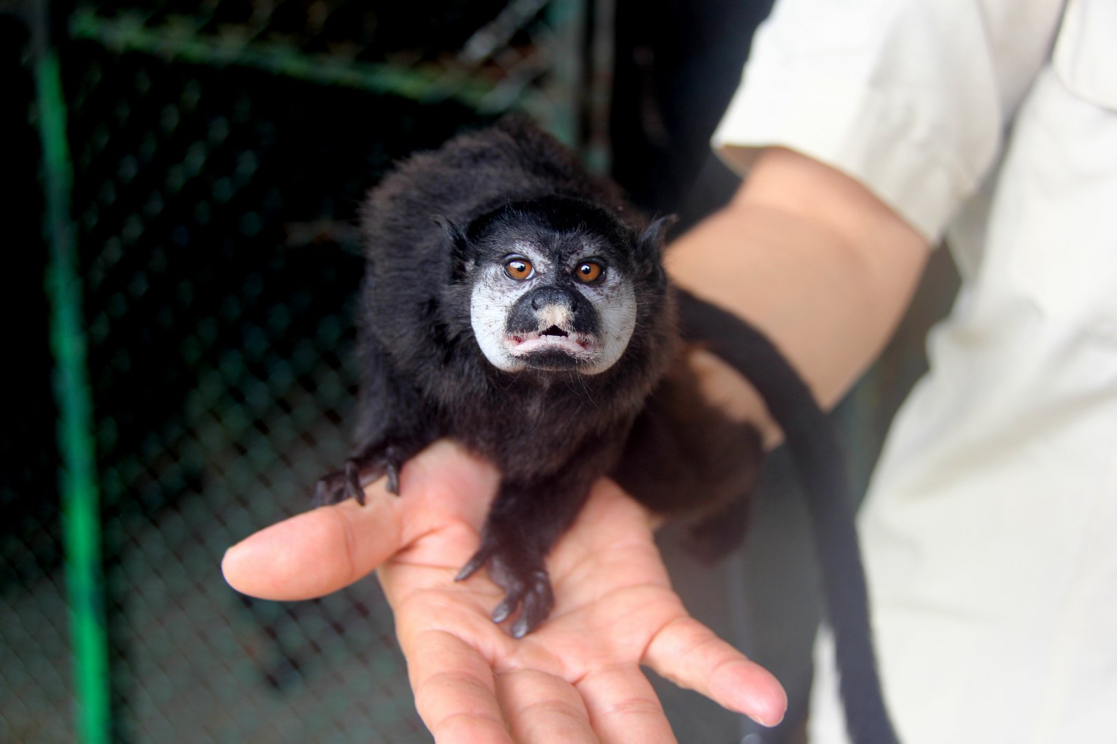 mottle-faced tamarin (Saguinus inustus)