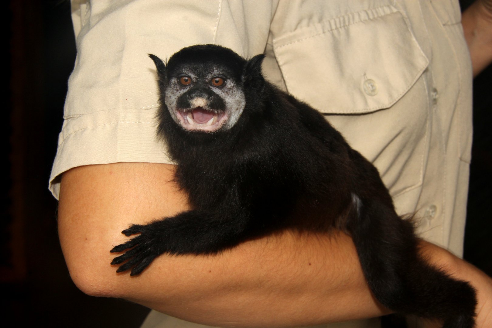 mottle-faced tamarin (Saguinus inustus)