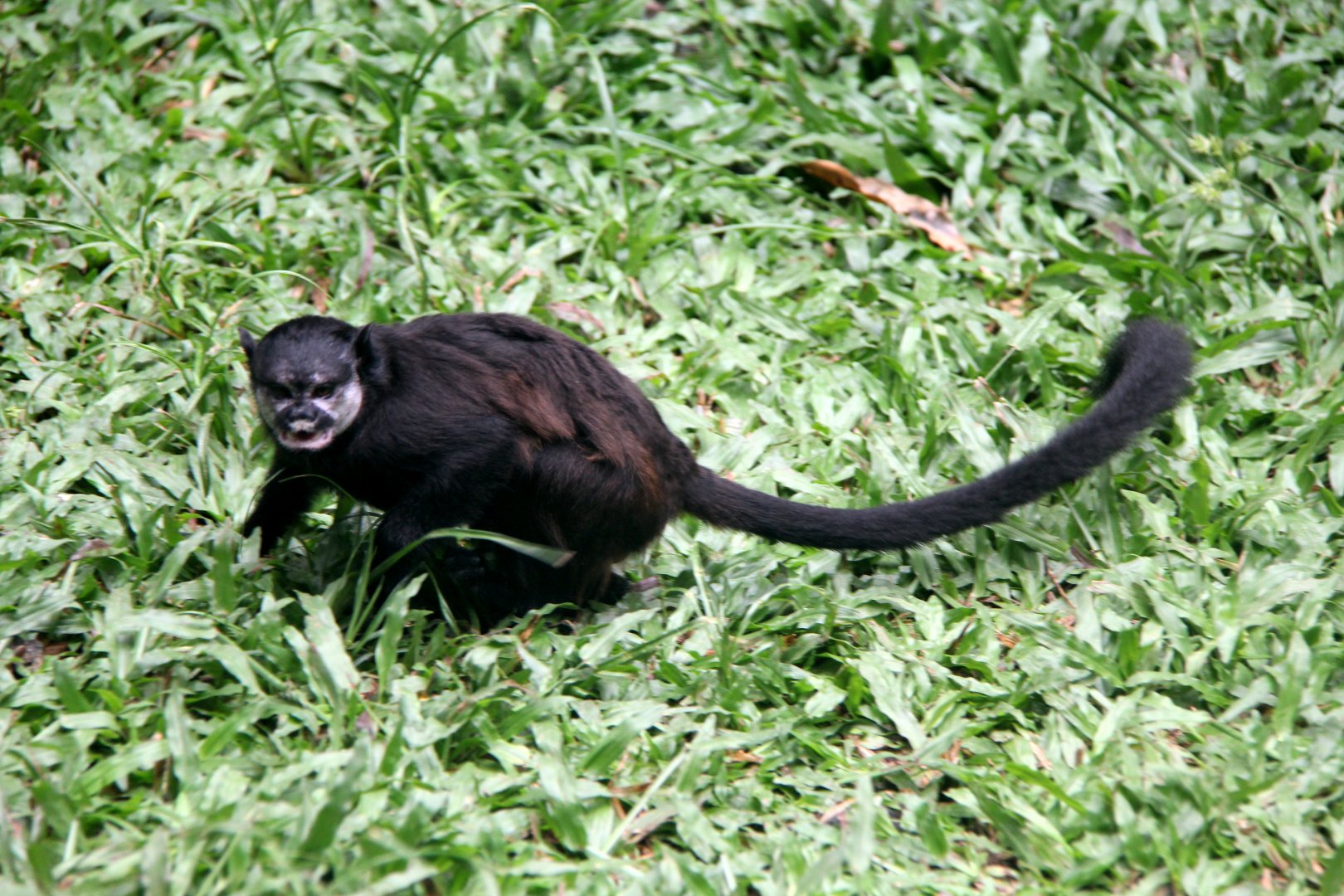 mottle-faced tamarin (Saguinus inustus)