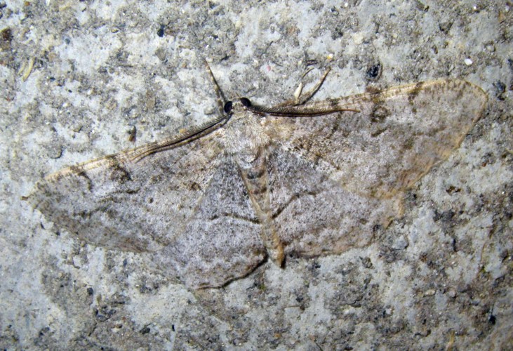 Mottled Beauty (Alcis repandata)