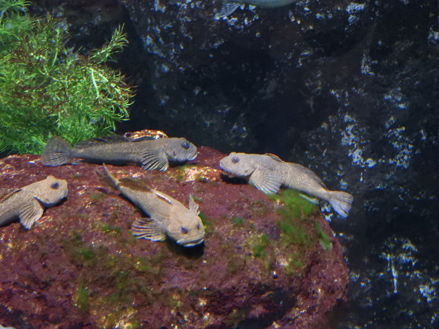 Mottled (Cottus bairdii) and Deepwater (Myoxocephalus thompsonii) Sculpins