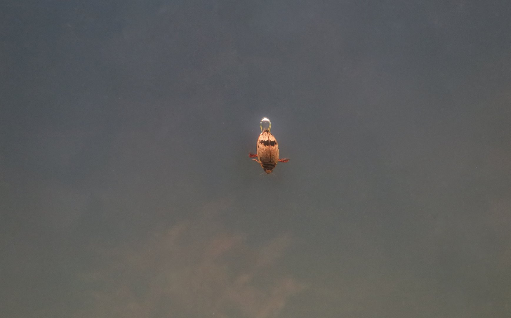 Mottled Diving Beetle (Thermonectus nigrofasciatus)