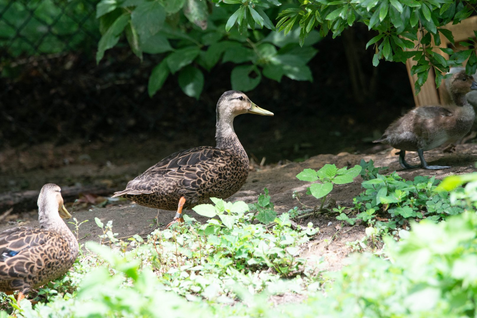 Mottled Duck- Anas fulvigula