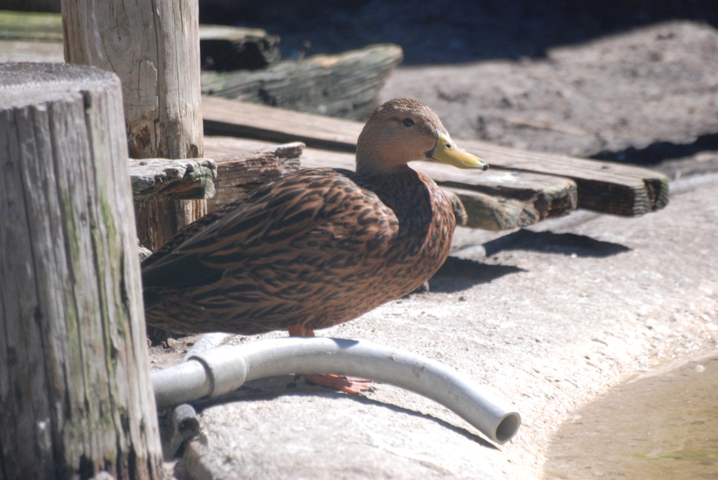 Mottled Duck at Busch Wildlife Sanctuary, 14/10/13