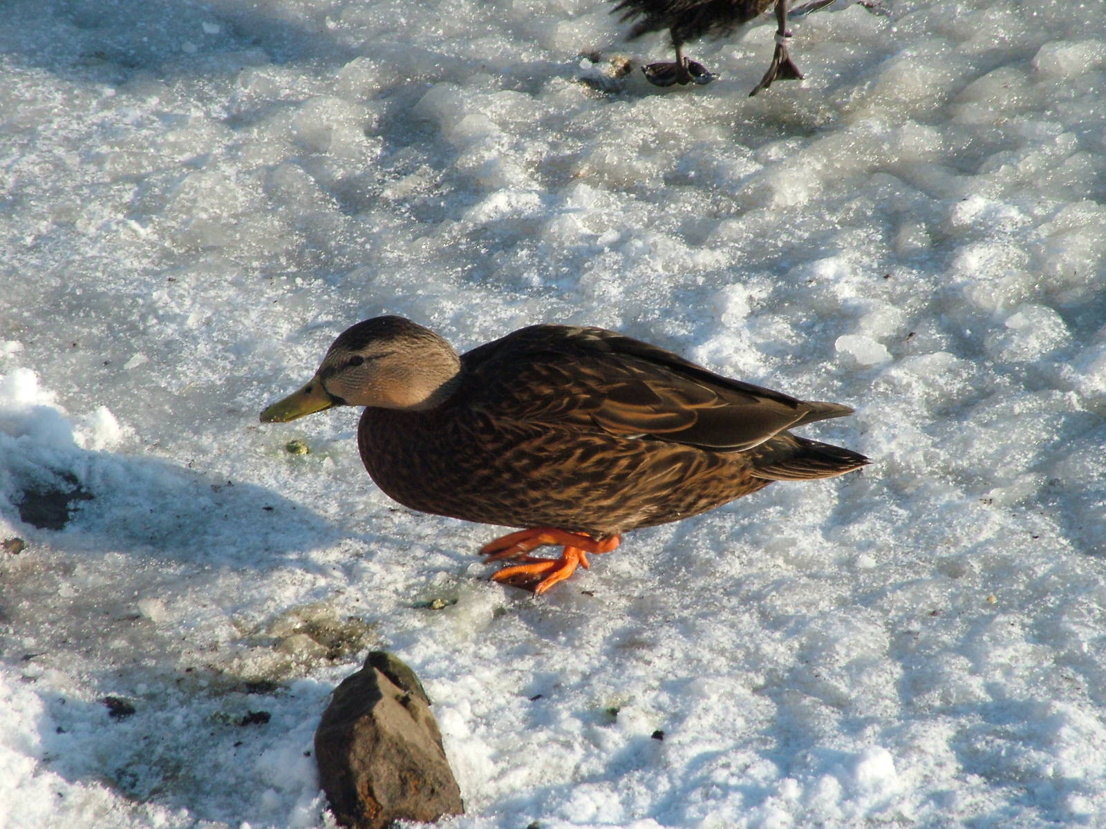 Mottled Duck, Blackbrook in the Snow, 03/01/10