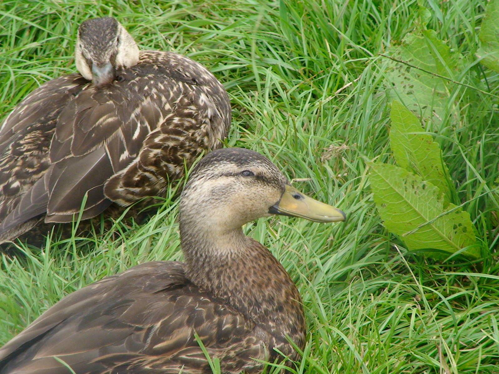 Mottled duck