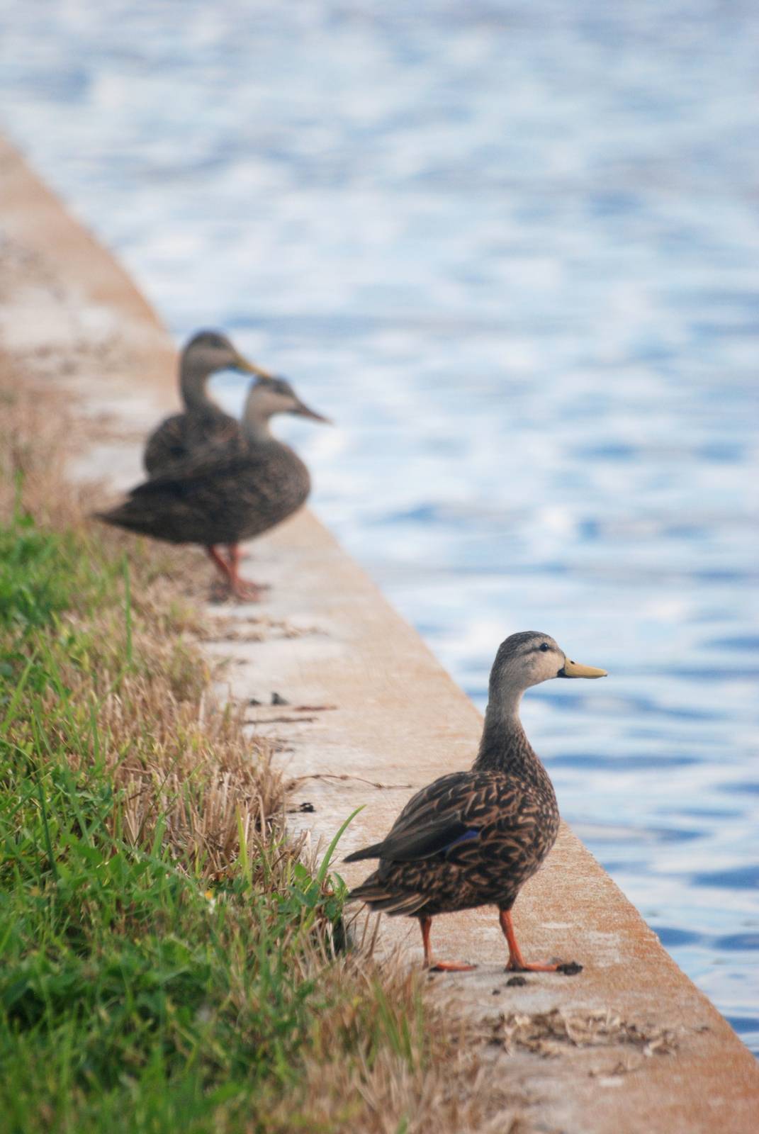 Mottled Ducks, Punta Gorda, October 2013