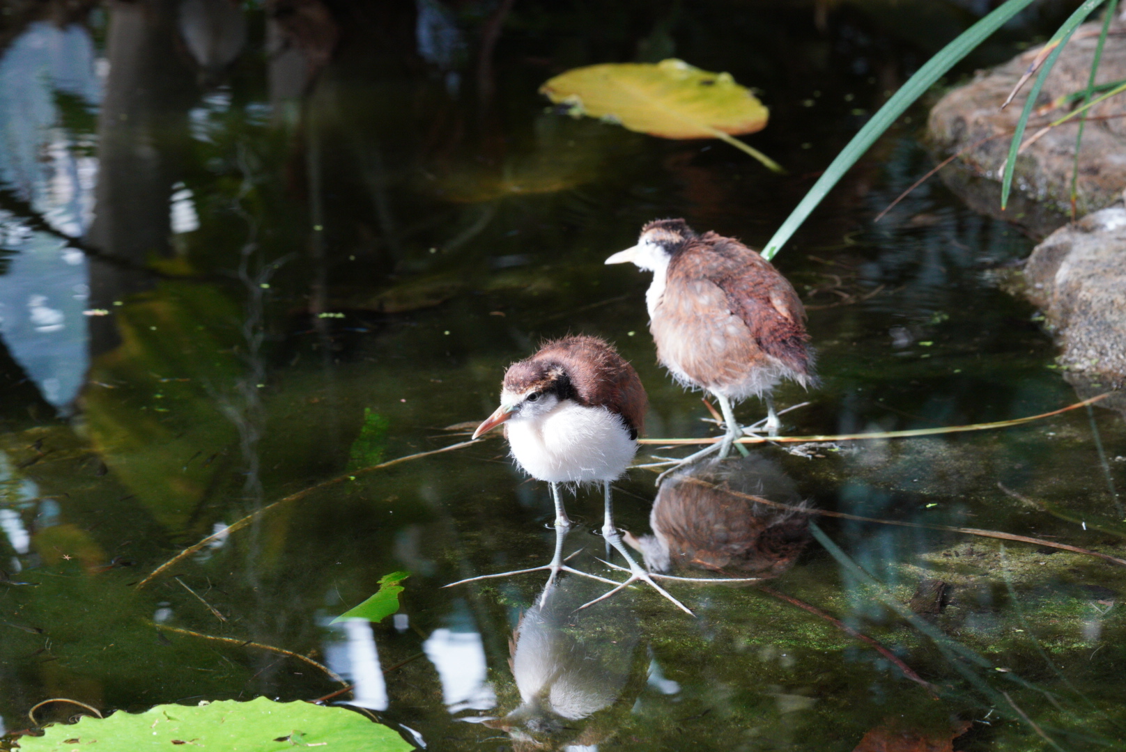 Mottled Jacan Chick's