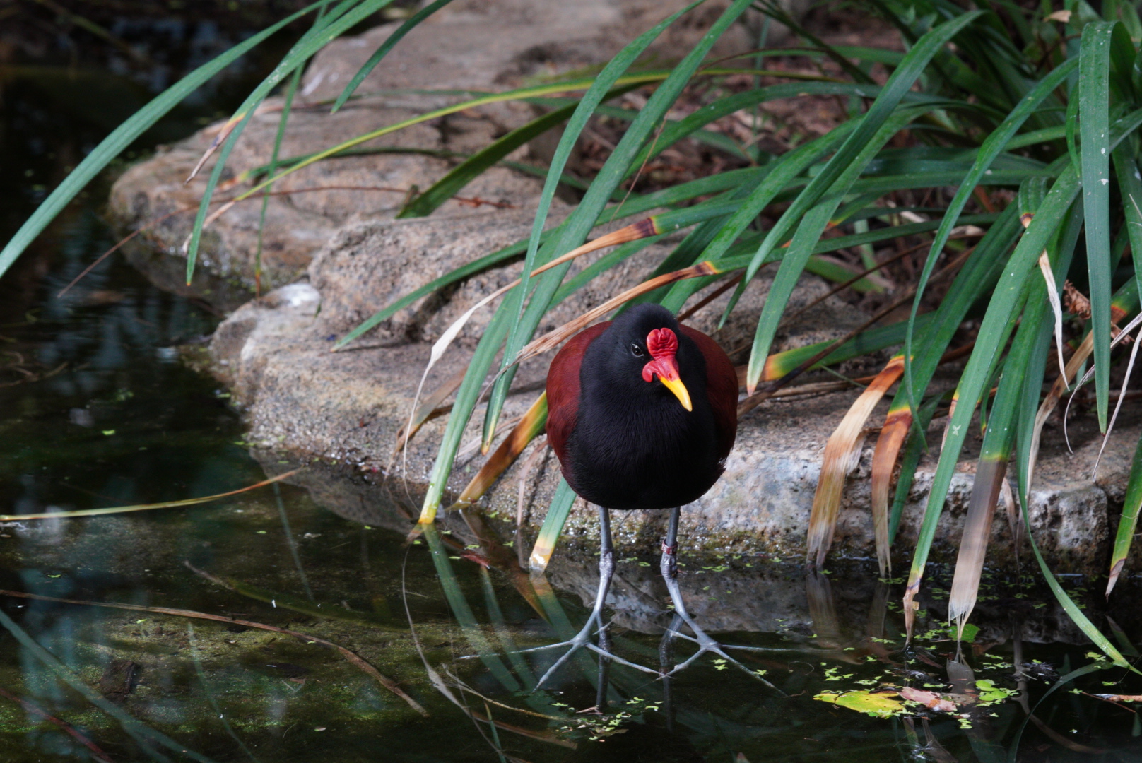 Mottled Jacana