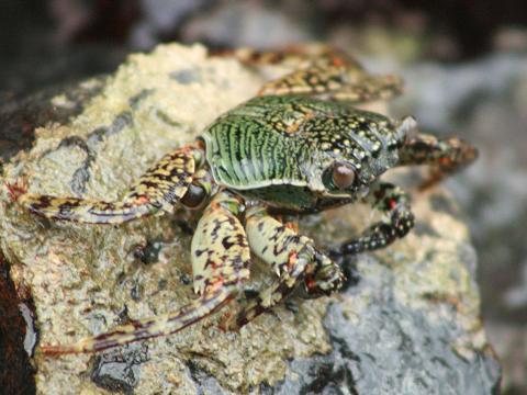 Mottled Lightfoot Crab