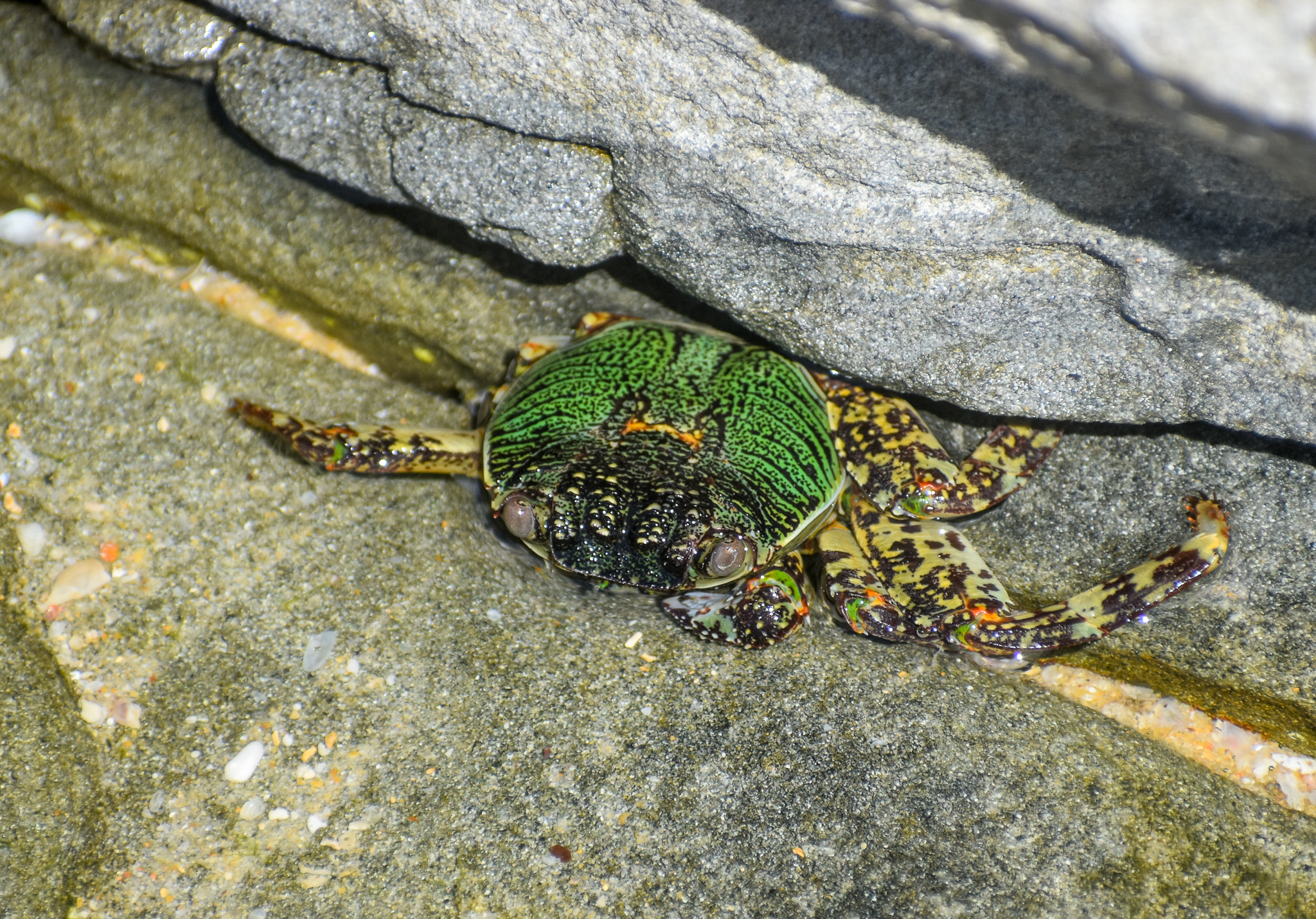 Mottled Lightfoot Crab