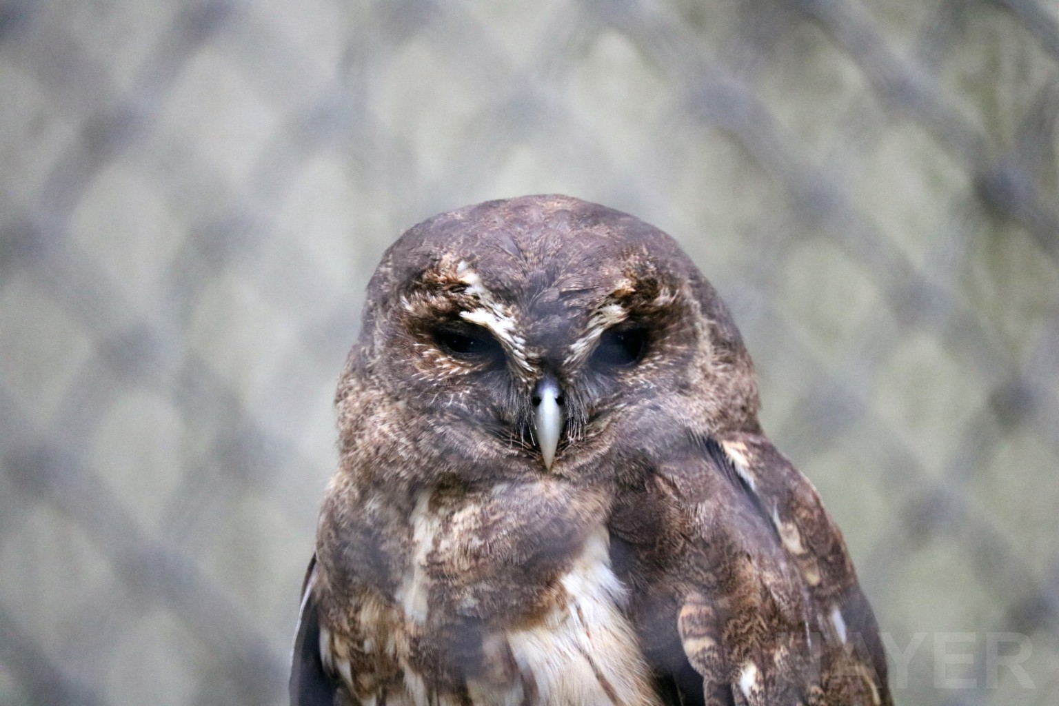 Mottled owl, April 2016