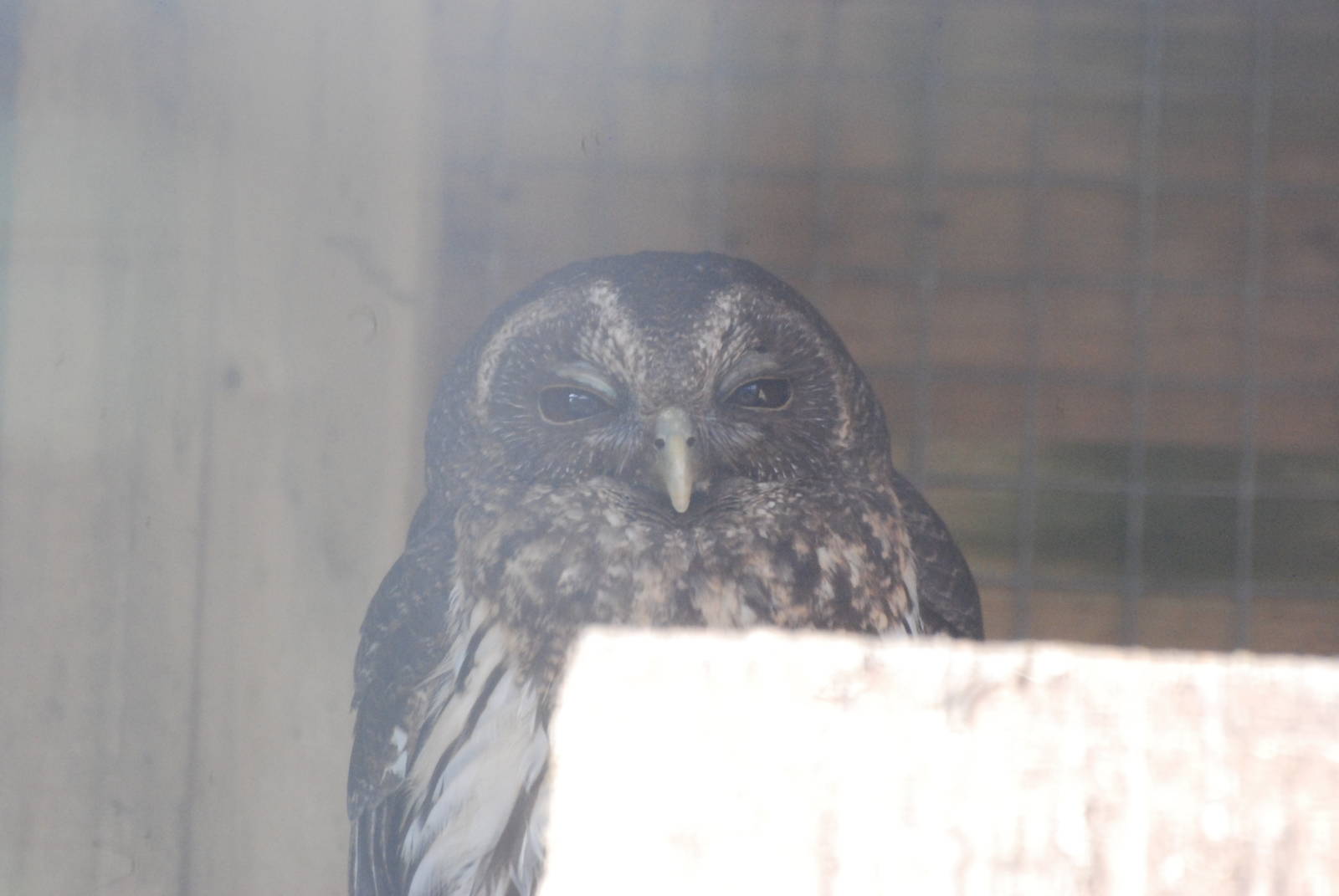 Mottled Owl at Blackbrook, 28/10/11