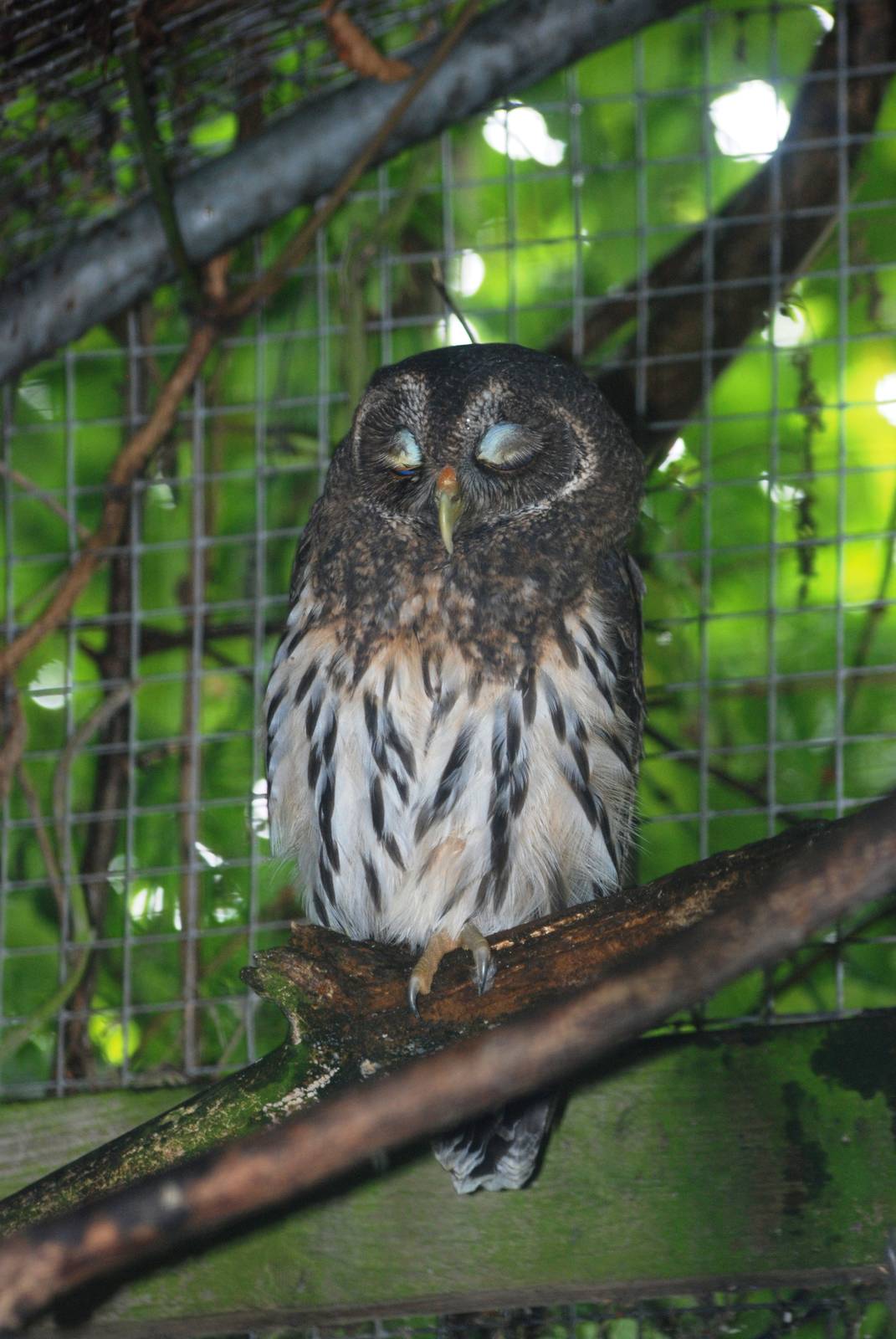 Mottled Owl at Cotswold Falconry Centre, 13/09/13