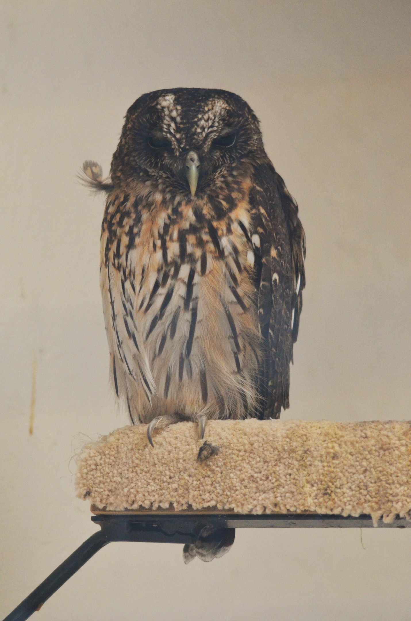 Mottled Owl at ICBP Newent, 07/10/17