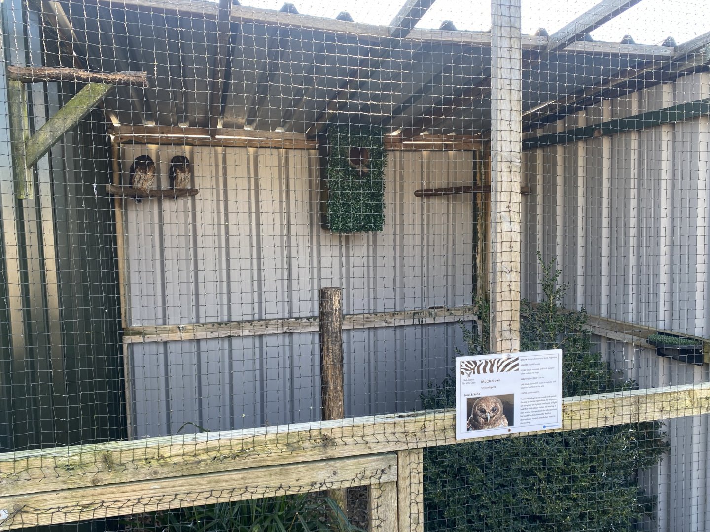Mottled owl aviary 020325