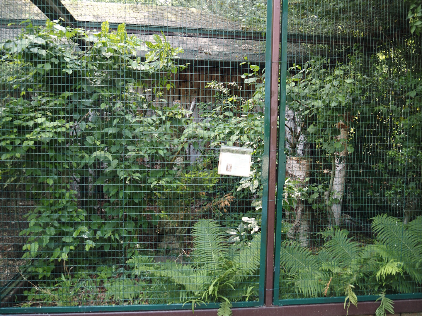 Mottled owl aviary, 2024-05-21