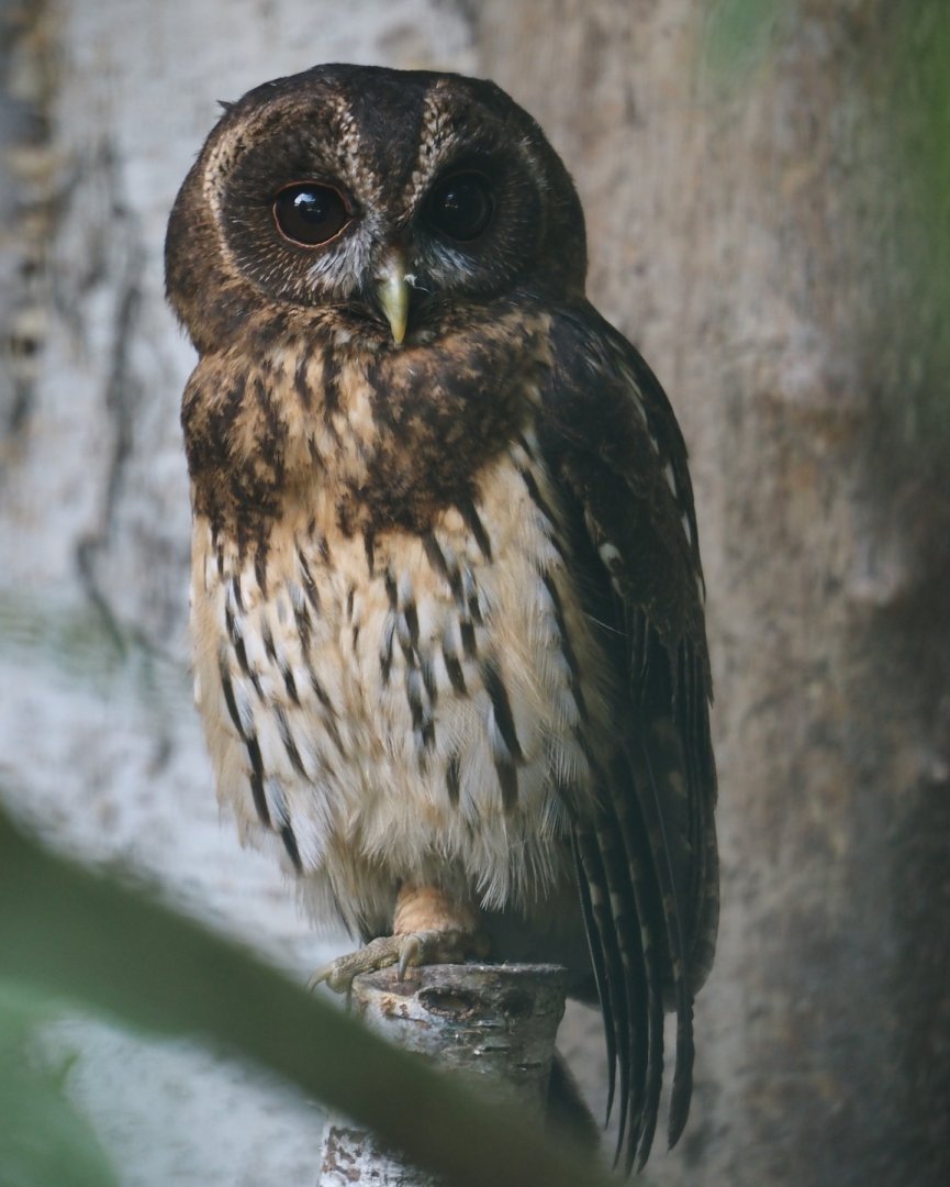 Mottled owl (Ciccaba virgata), 2024-05-21