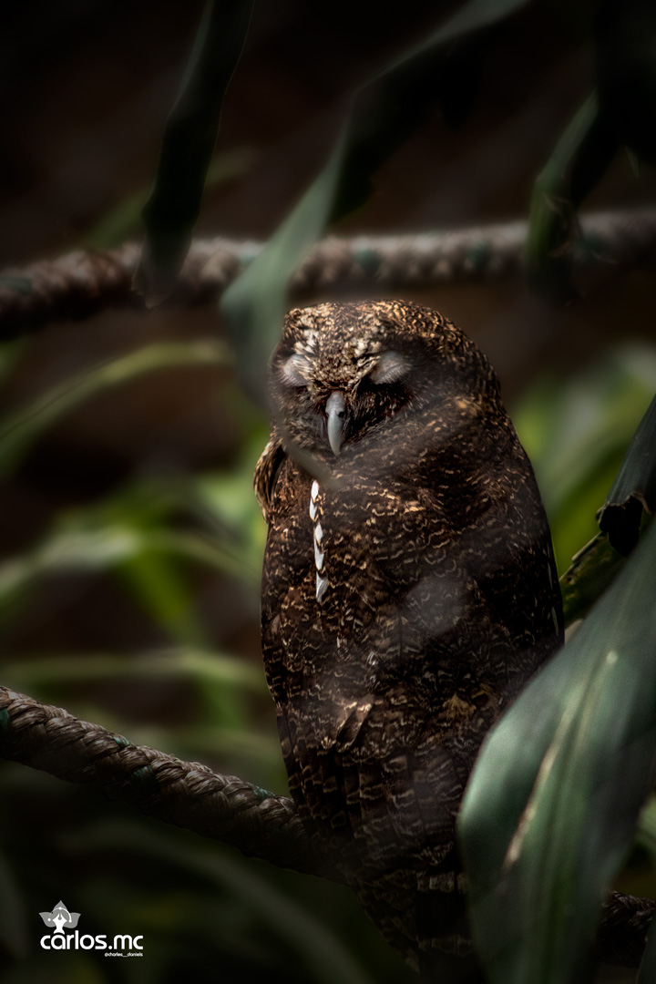 Mottled Owl (Ciccaba virgata)