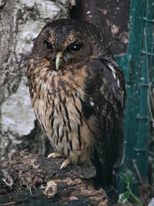 Mottled owl (Ciccaba virgata)