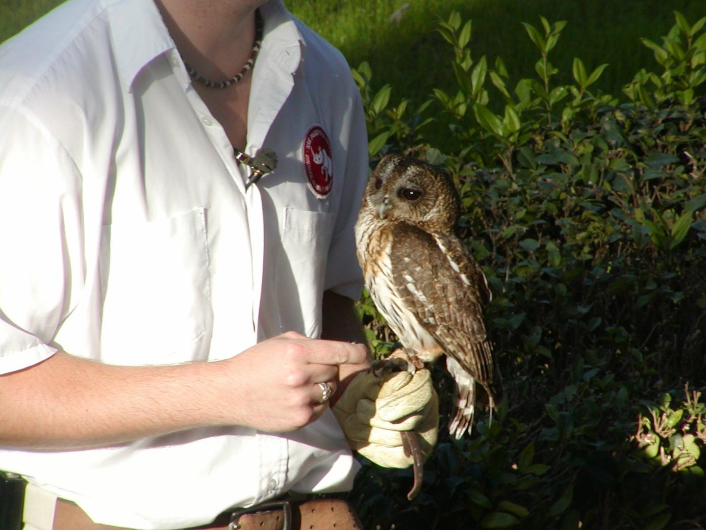 Mottled Owl in bird show